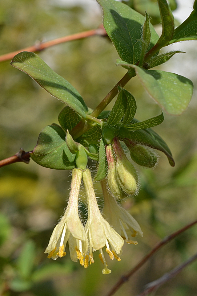 クロミノウグイスカグラ | 山科植物資料館