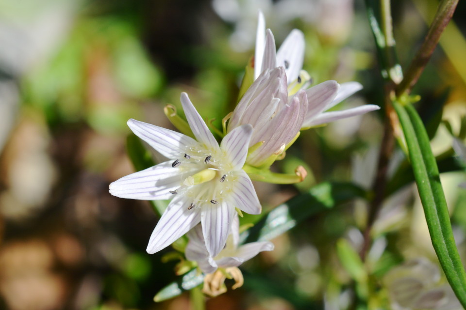 センブリ | 山科植物資料館
