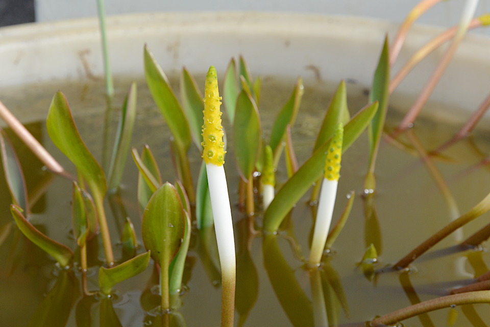 センブリ | 山科植物資料館