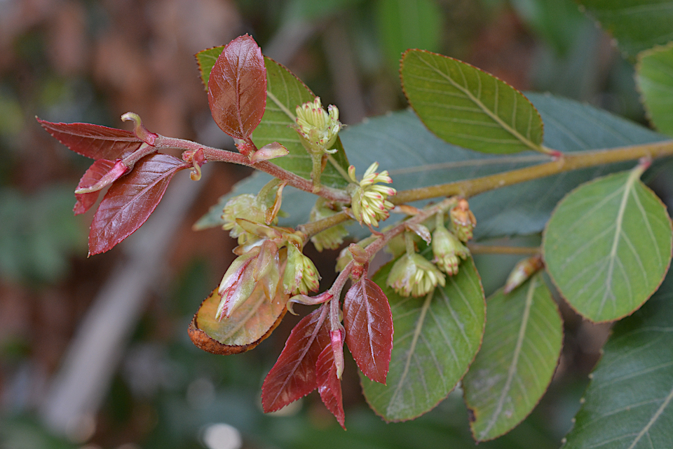 クロミノウグイスカグラ | 山科植物資料館