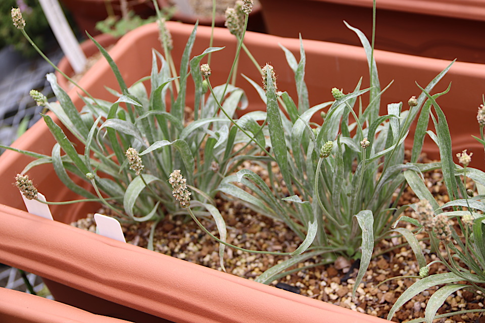 アリサエマ・リヘンギアヌム | 山科植物資料館