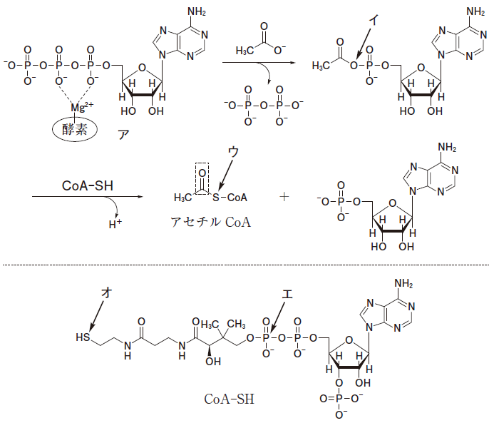 薬剤師国家試験 第110回 問105 過去問解説 | 薬学まとめました