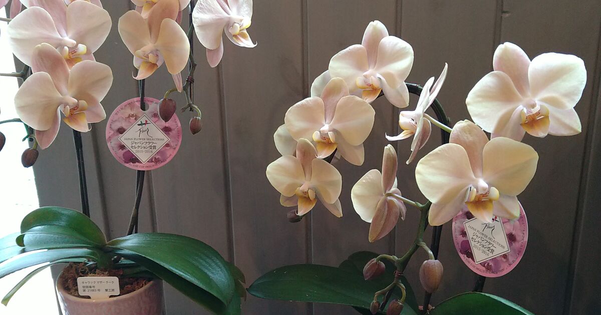 お問合せ多数 再入荷 ファレノマザーチーク | 営業時間や花の詳細を