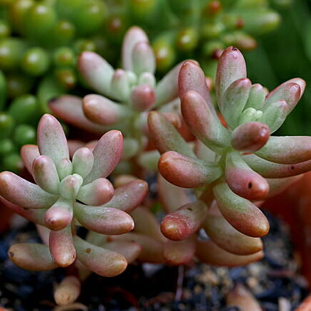 オーロラ（セダム）の育て方｜ヤサシイエンゲイ