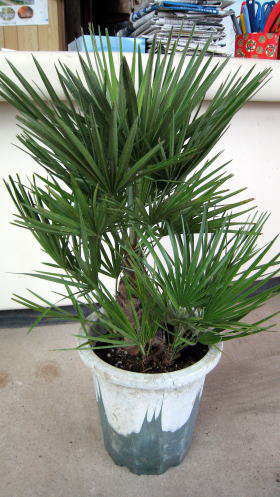 チャメロップス（チャボトウジュロ）｜株式会社洋香園（公式ホームページ）