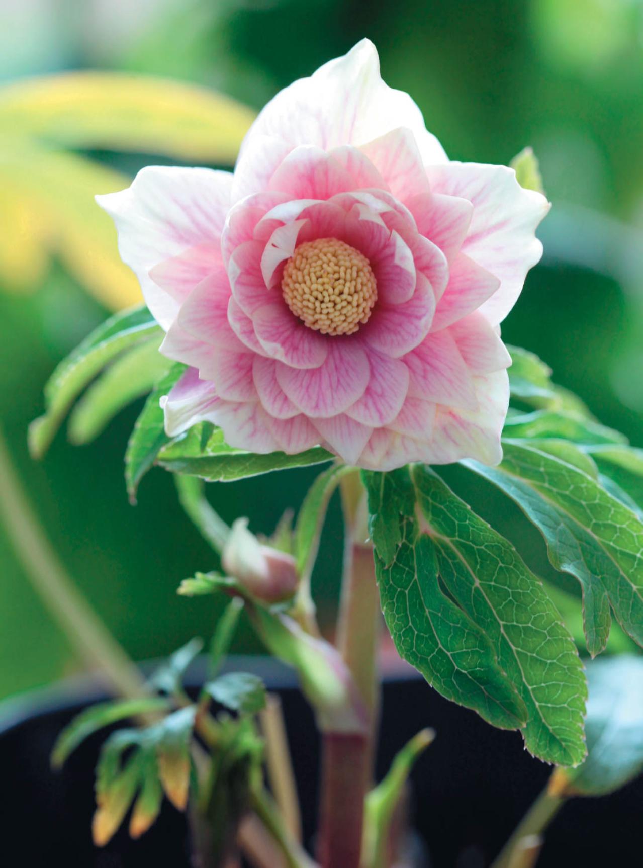 個性的な花がいっぱい【ダブル咲きのクリスマスローズ】好みのひと鉢が