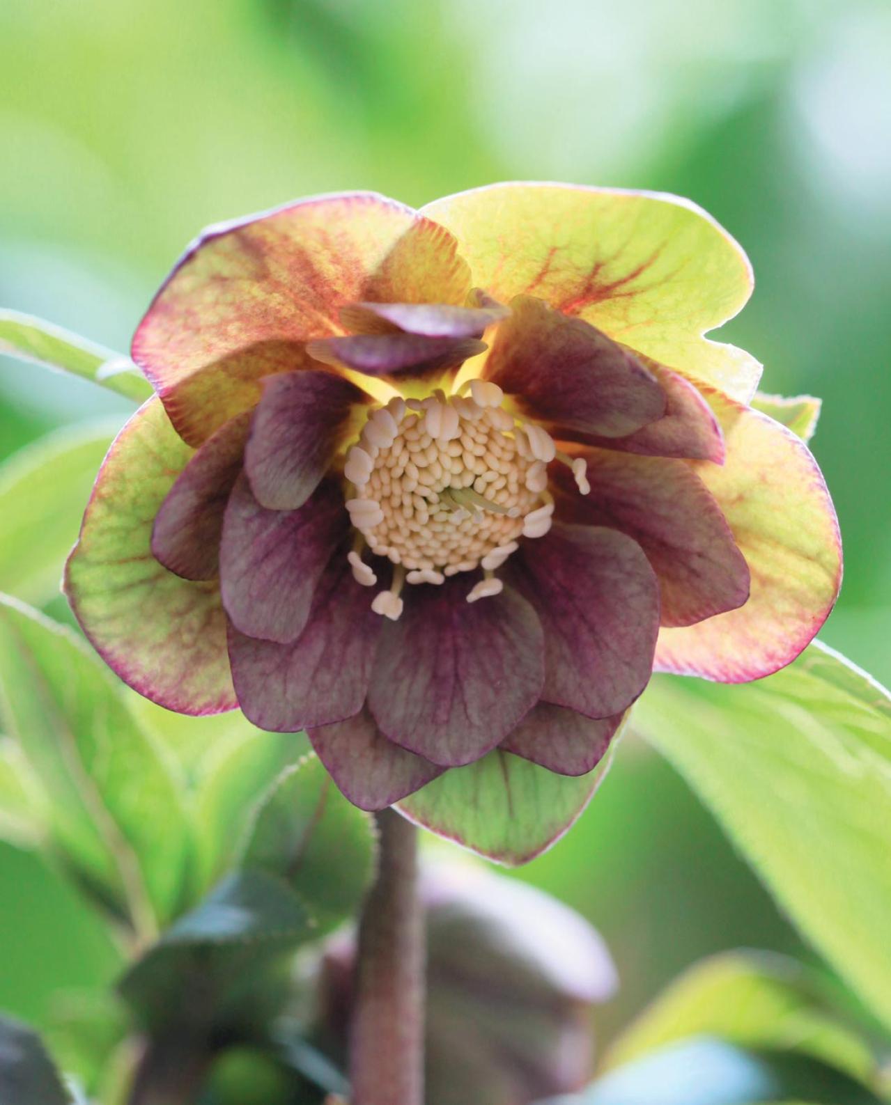 野生味のある姿が魅力の【原種系クリスマスローズ】2026年冬・注目の花