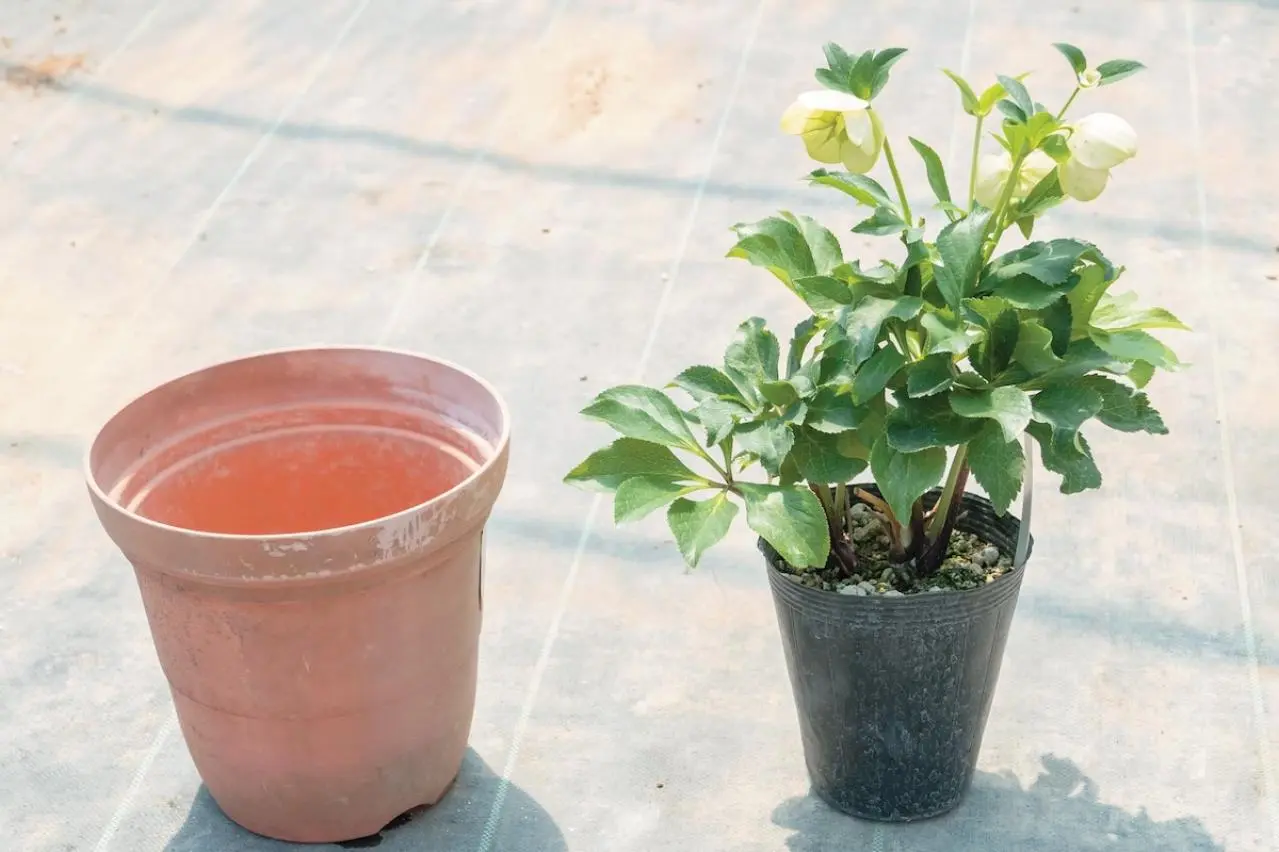 狭いスペースでもOK！ 鉢植えで育てる【クリスマスローズ】。開花株の