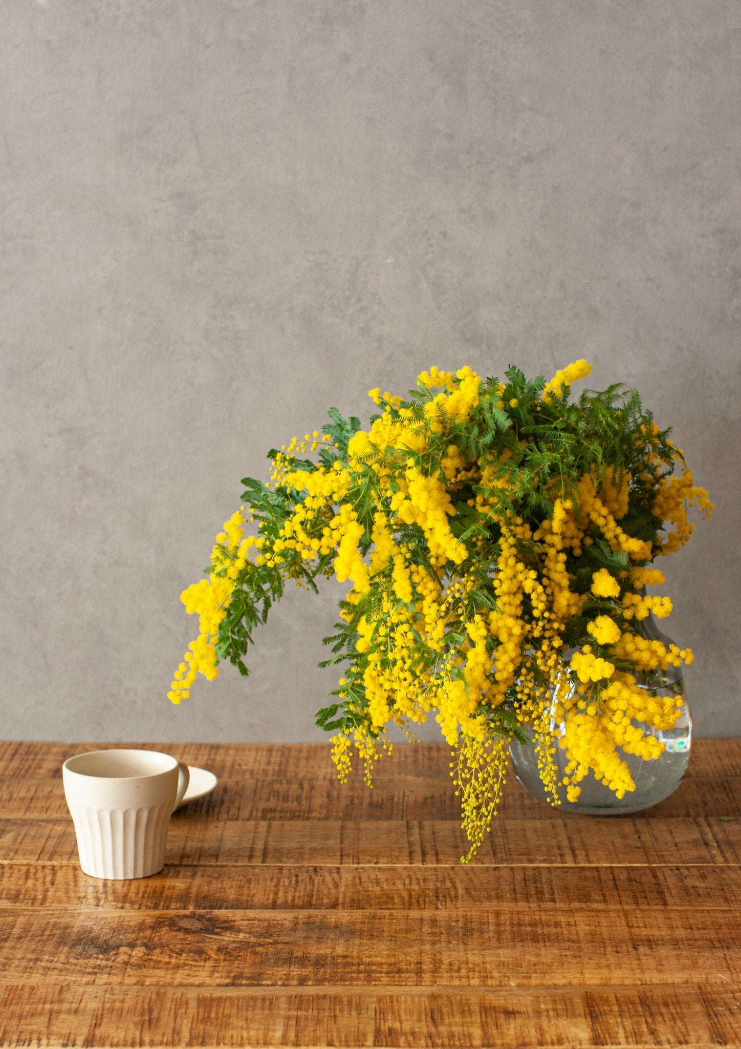 季節の枝もの 50～60cm「ミモザ10本」 – &YOUKAEN (アンドユーカエン)