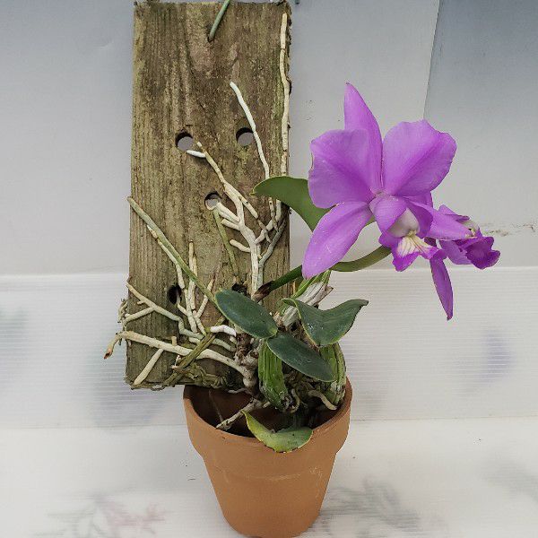 花なし株】 カトレア ノビリオール 'ドンラファエルウェンゼル' C