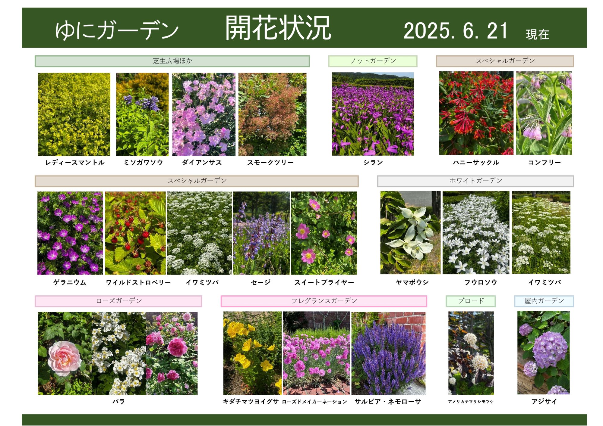 2025年6月21日 開花状況｜開花情報｜お庭について｜北海道由仁町の庭園