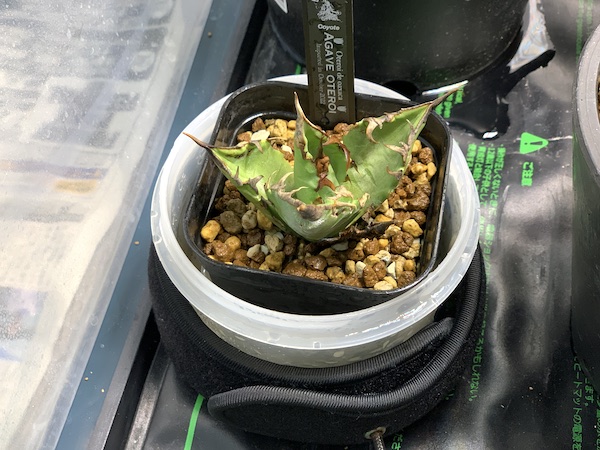 Oaxaca Oteroi（オアハカ オテロイ）の発根管理方法【水耕→土耕管理