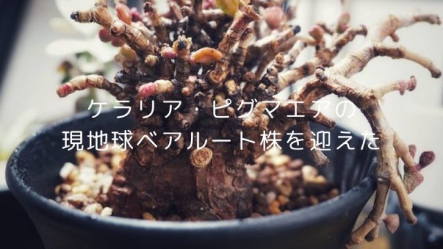 ケラリア・ピグマエア現地球ベアルート株の購入方法と発根管理｜BOTANILIFE