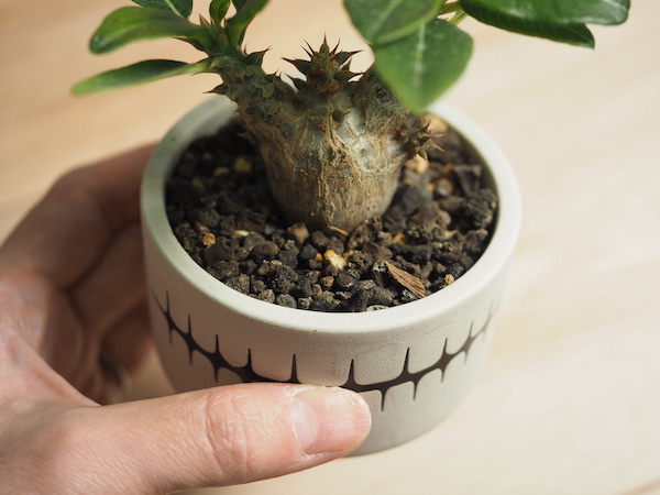 実生パキポディウム・ウィンゾリーの育て方と1年間の成長記録｜BOTANILIFE