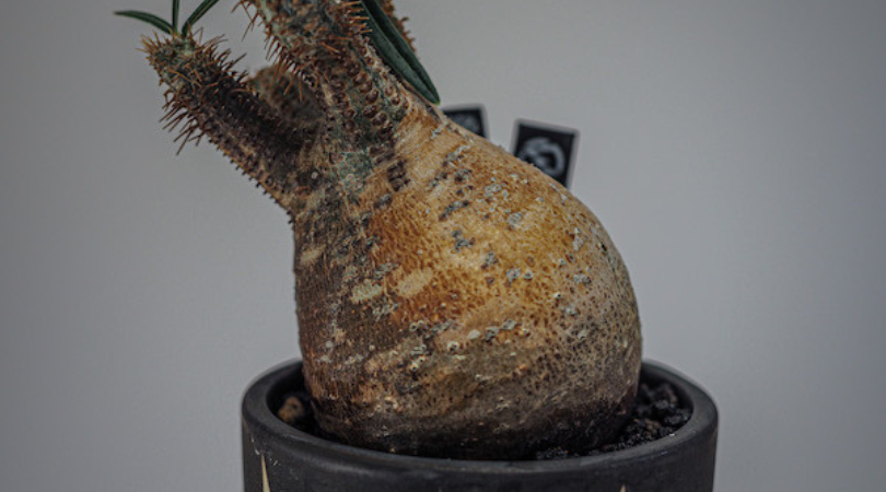 パキポディウム・グラキリス(現地球)を1年以上管理した育成方法と成長