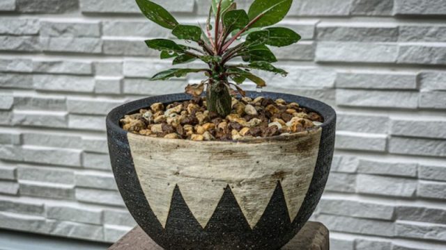 実生フォークイエリア・ファシクラータの鉢上げ｜植え替え時の注意点