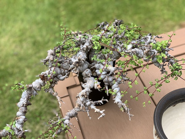 発根管理に成功したコミフォラ・エイル（Commiphora sp. Eyl）を陶器鉢