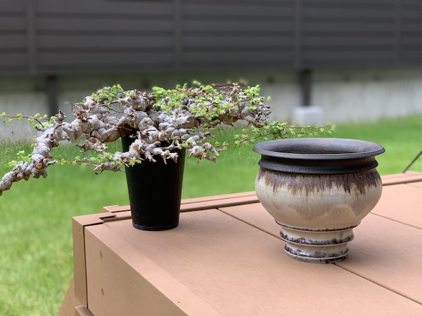 発根管理に成功したコミフォラ・エイル（Commiphora sp. Eyl）を陶器鉢