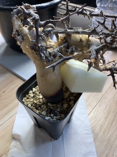 コミフォラ・カタフ（ピュア）Commiphora kataf ( pure ) の発根管理に