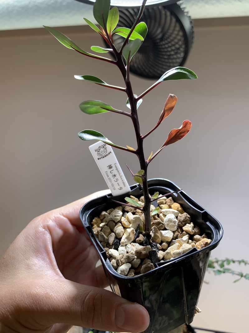 フォークイエリア・ファシクラータの挿し木に挑戦！｜BOTANILIFE