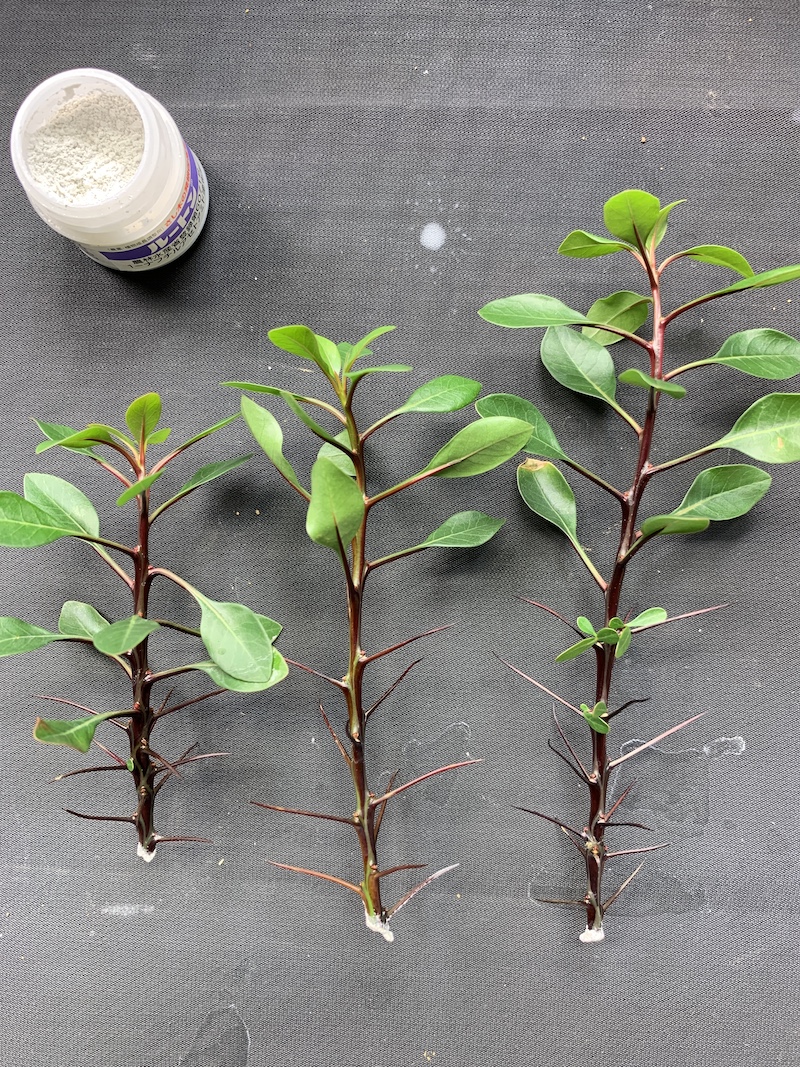 フォークイエリア・ファシクラータの挿し木に挑戦！｜BOTANILIFE