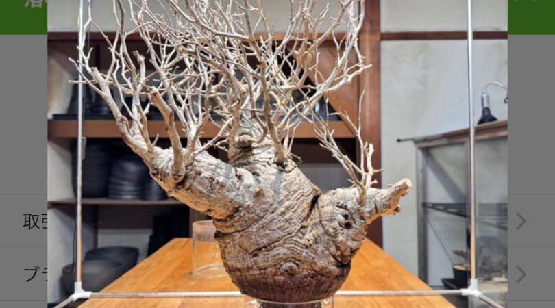 6本目】オペルクリカリア・パキプスの発根管理に挑戦！【ベアルート