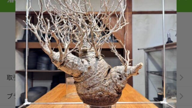 6本目】オペルクリカリア・パキプスの発根管理に挑戦！【ベアルート