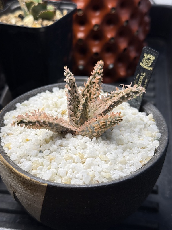 アロエ ハイブリッド】Tempra（テンプラ）の発根管理・成長記録