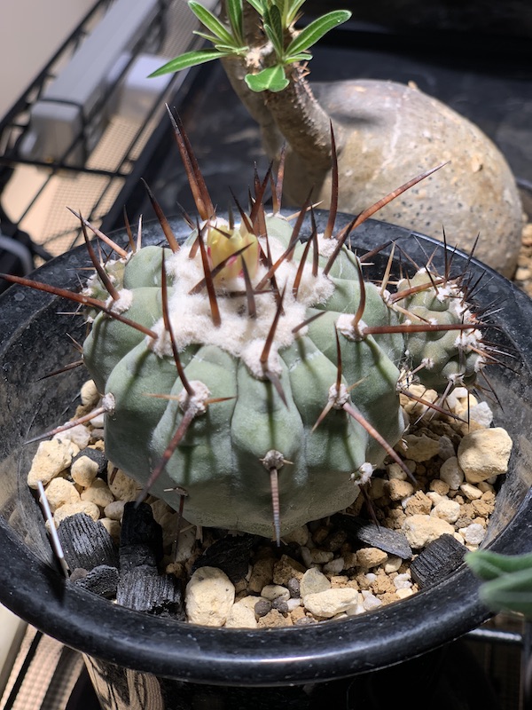 黒王丸（コピアポア・シネレア）が開花！環境と時期は？｜BOTANILIFE