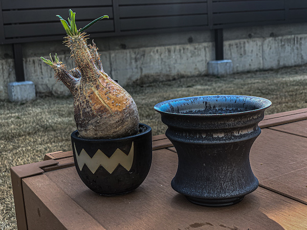 VALIEM鉢→Opus鉢】現地球パキポディウム・グラキリスの植替え｜BOTANILIFE