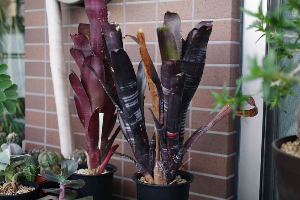 Billbergia 'Darth Vader'（ビルベルギア・ダースベイダー）の育て方