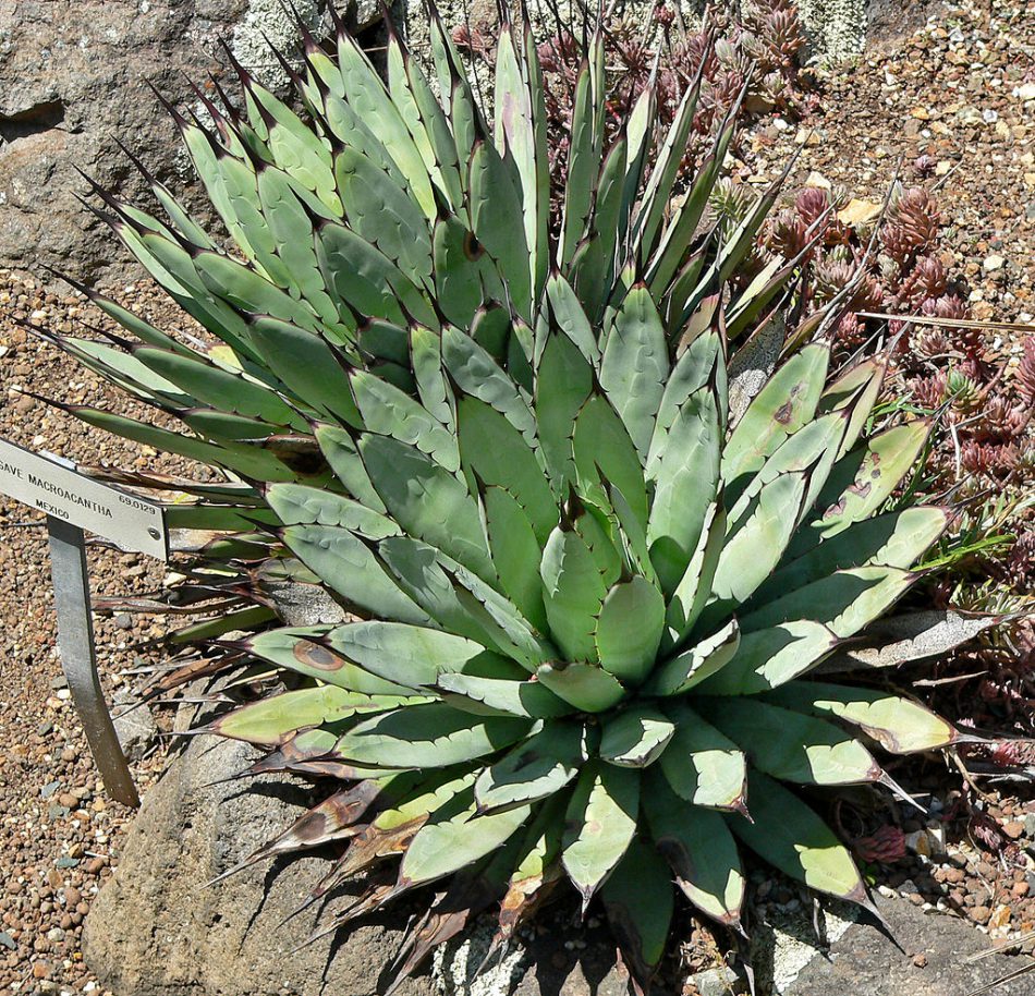 アガベ・マクロアカンサ（Agave macroacantha）の紹介・育て方 – ゆるぷ