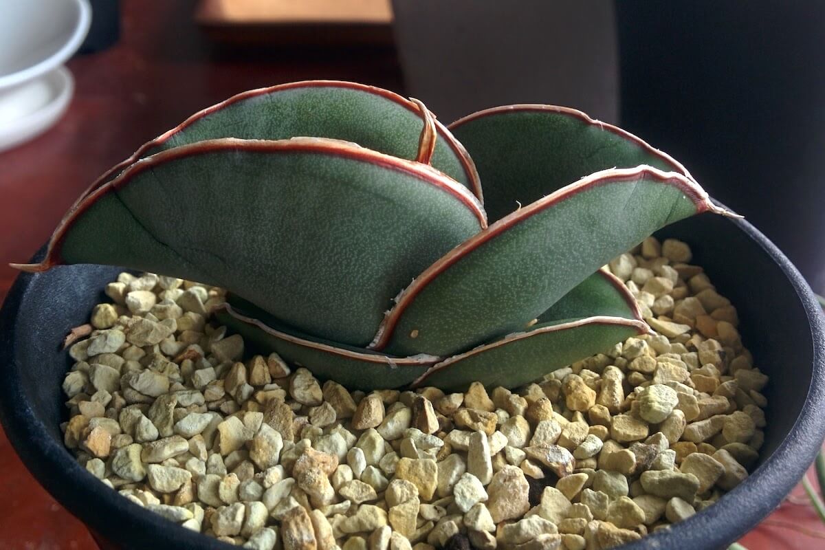 サンセベリア・エーレンベルギー 'バナナ' の育て方 – ゆるぷ