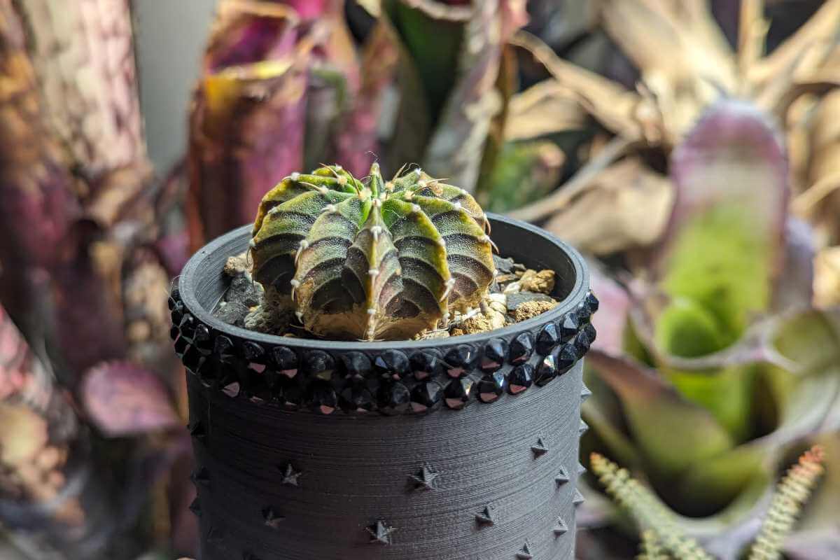 ギムノカリキウム LB2178の紹介 – ゆるぷ