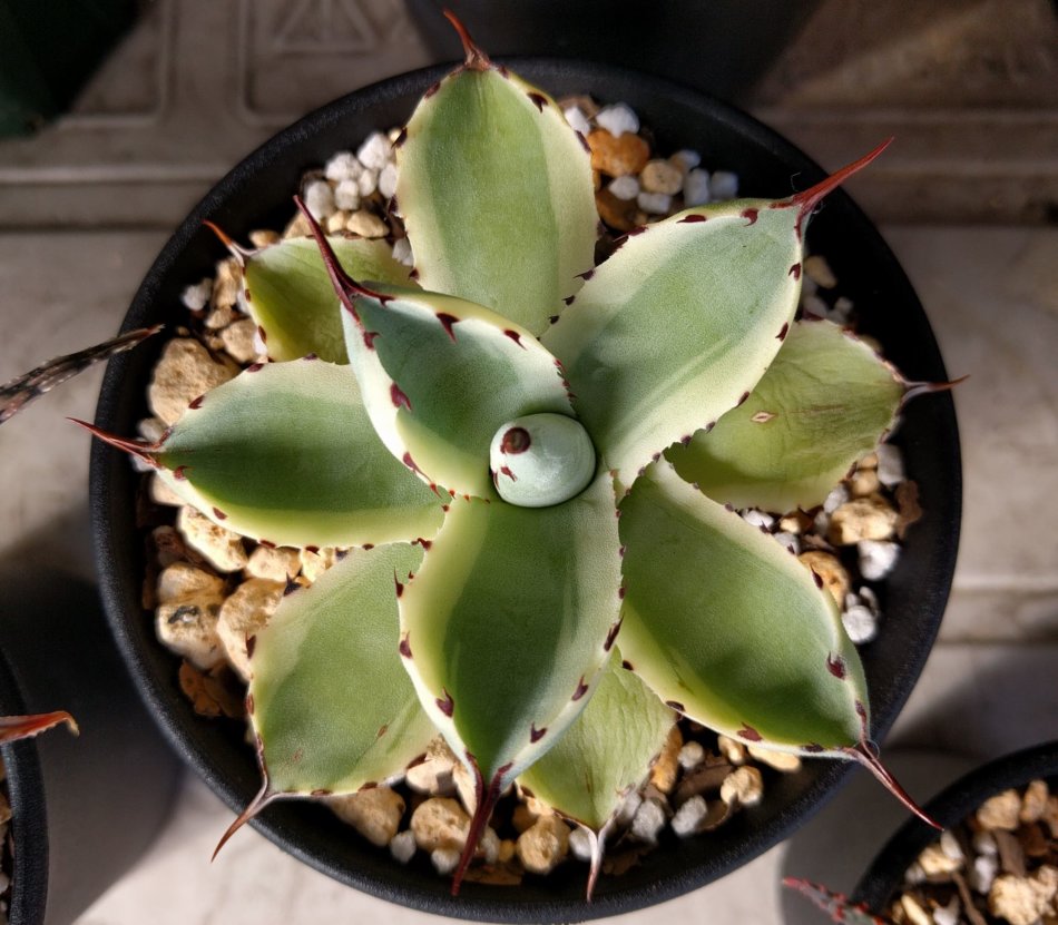 アガベ・吉祥冠錦の育て方、栽培記録 – ゆるぷ