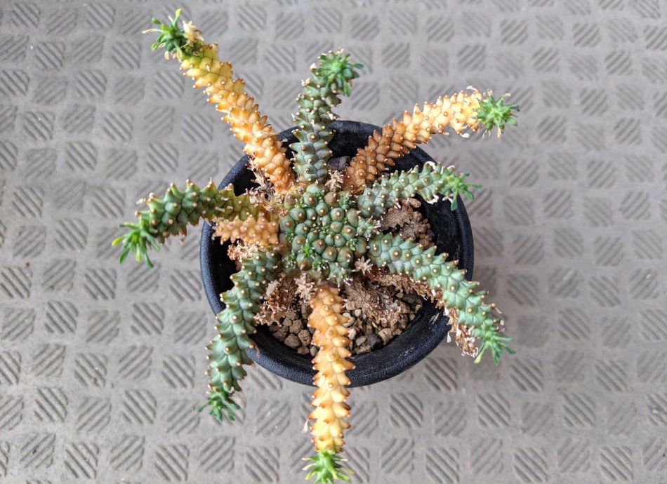 ユーフォルビア・フスカ（Euphorbia fusca）の紹介 – ゆるぷ