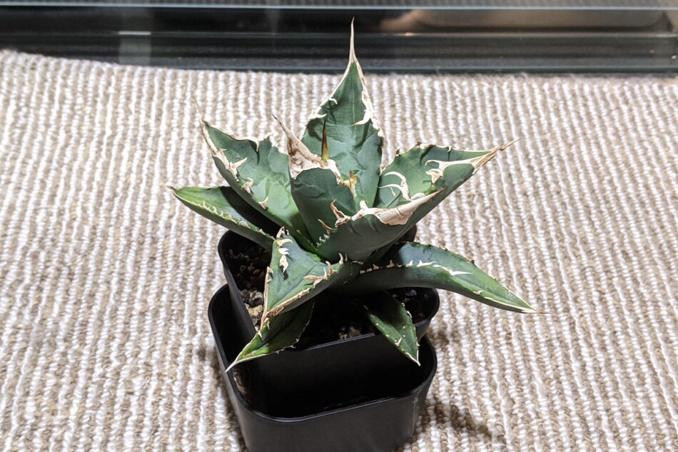 アガベ・チタノタの実生、成長記録（2016年9月〜） – ゆるぷ