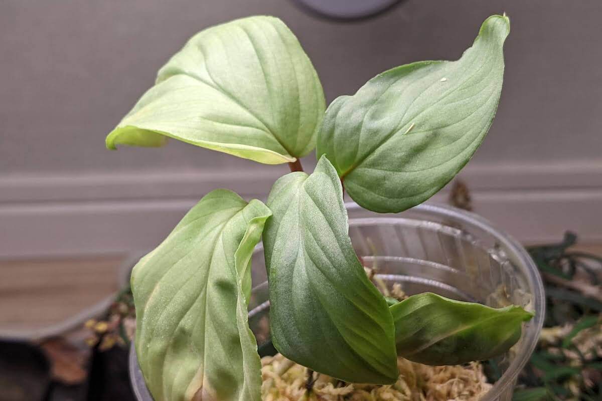 ホマロメナ Homalomena sp. 涼日 from Cameron Highlandsの紹介 – ゆるぷ