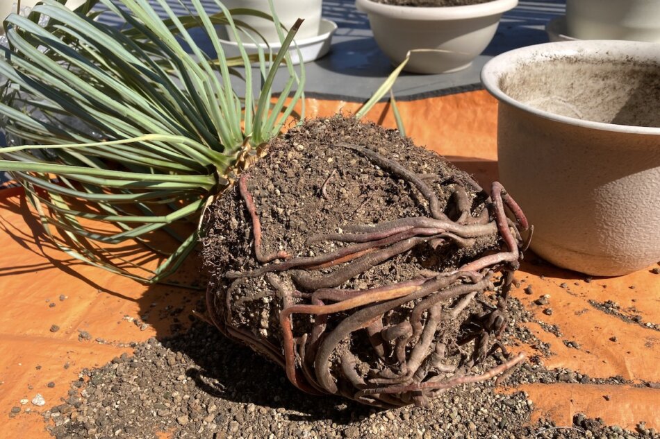 ユッカ・ロストラータ（Yucca rostrata）の育て方、栽培記録 – ゆるぷ