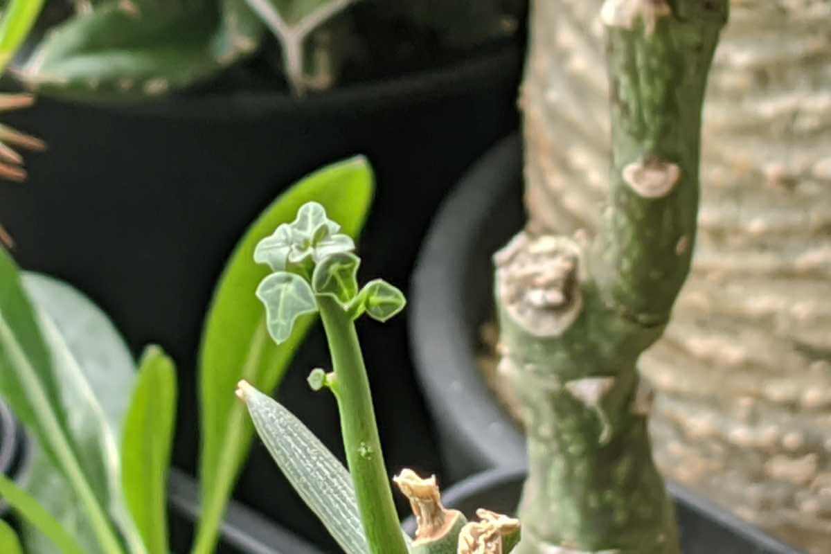 アデニア・グロボーサを挿し木で育ててみた – ゆるぷ