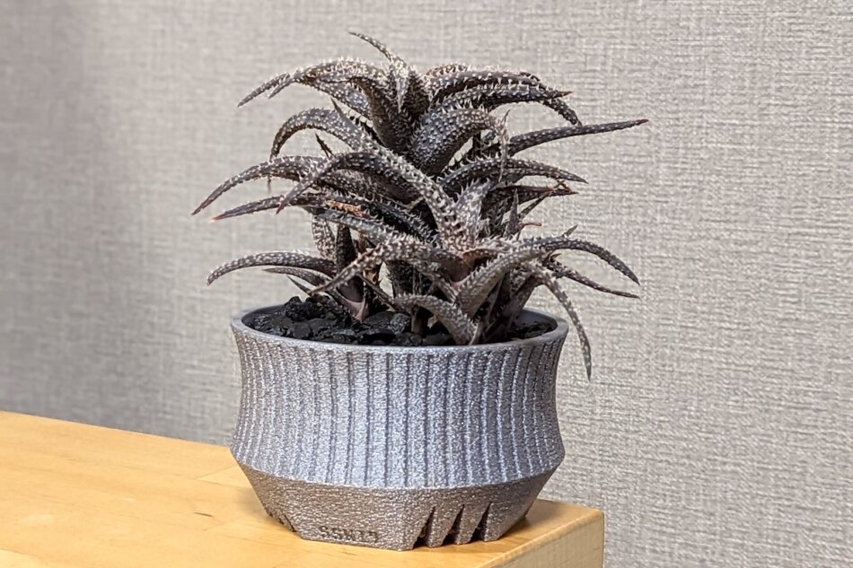 アロエ 'DW-35'（Aloe hyb DW #35）の紹介、栽培記録 – ゆるぷ