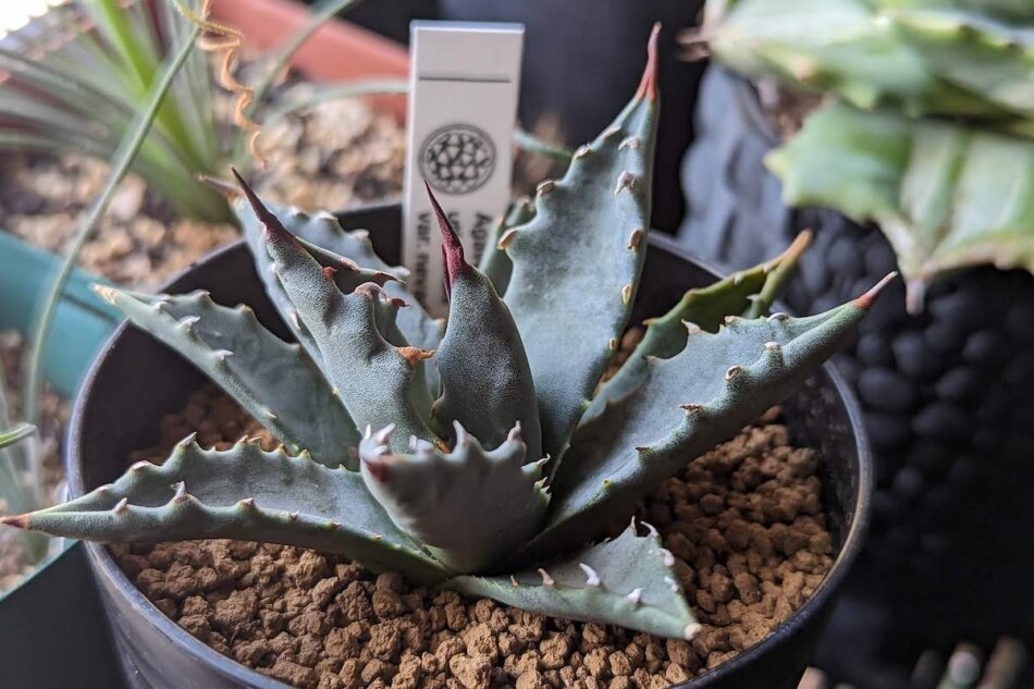 アガベ・ユタエンシス 'ネバデンシス'の育て方、栽培記録 – ゆるぷ