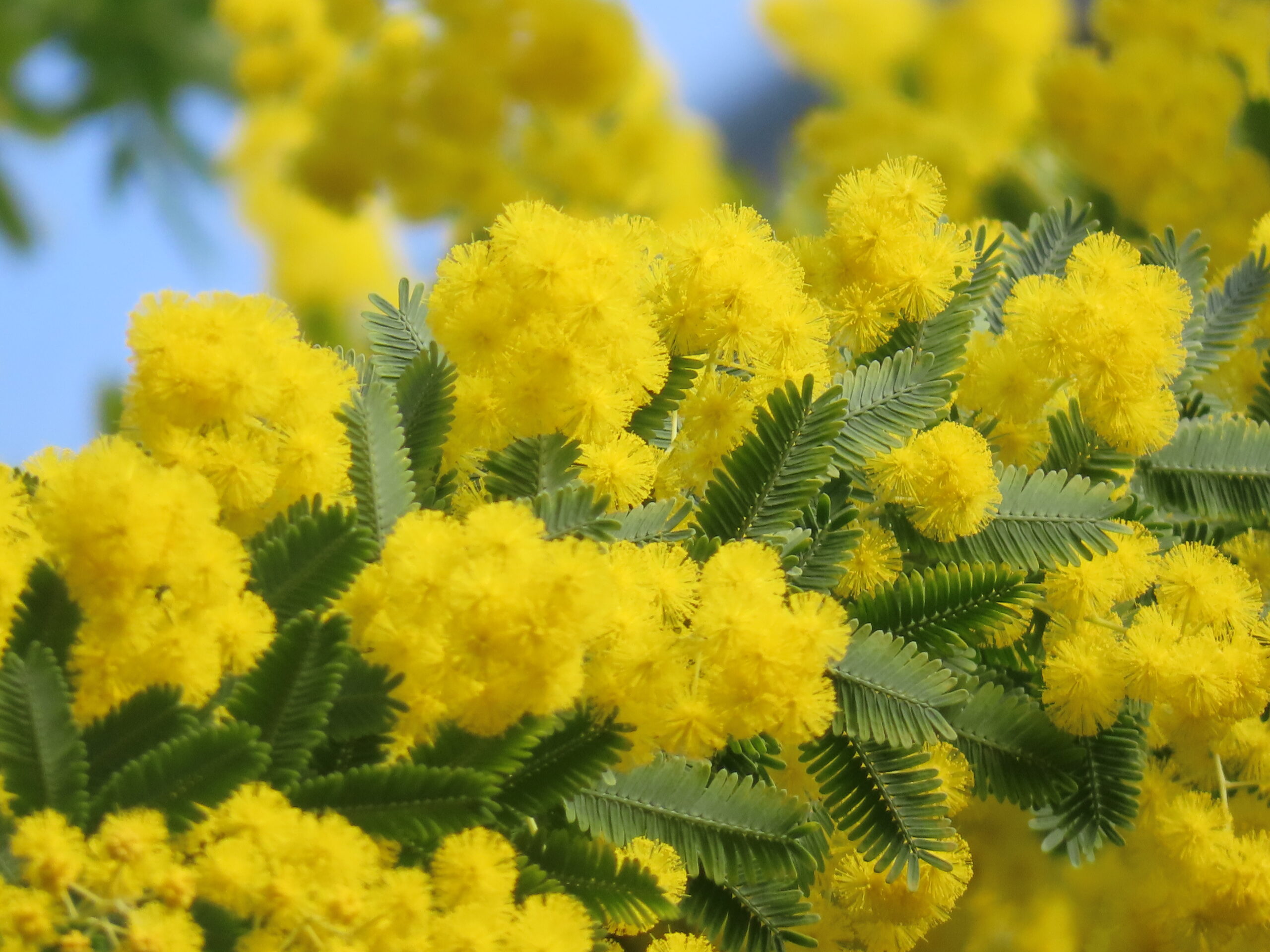 ミモザの季節到来（2026年2月26日） | 百合が原公園