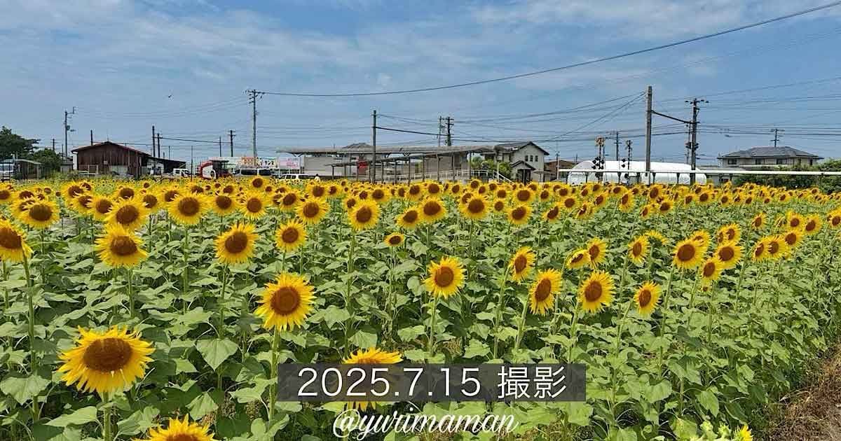 エミフルMASAKIのひまわり畑｜恋泉畑で夏の思い出を撮影（松前町