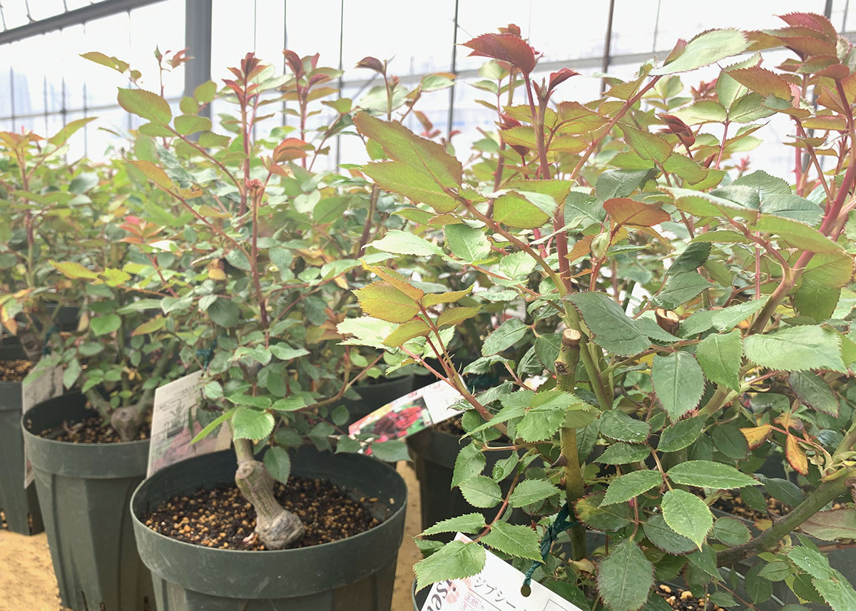 予約苗 バラ苗 【葵の上 (あおいのうえ)】 (大苗裸苗) フロリバンダ