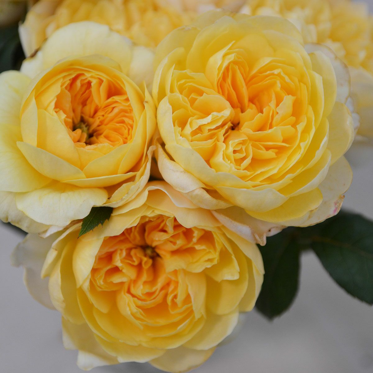 予約苗 バラ苗 【ジャンヌダルク】 (大苗裸苗) ハイブリッドティー