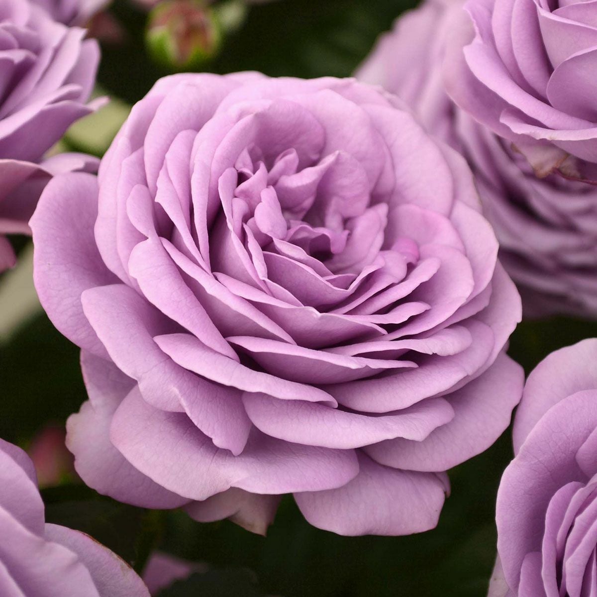 バラ苗 【カインダブルー】 (大苗) ハイブリッドティー 四季咲き 大輪