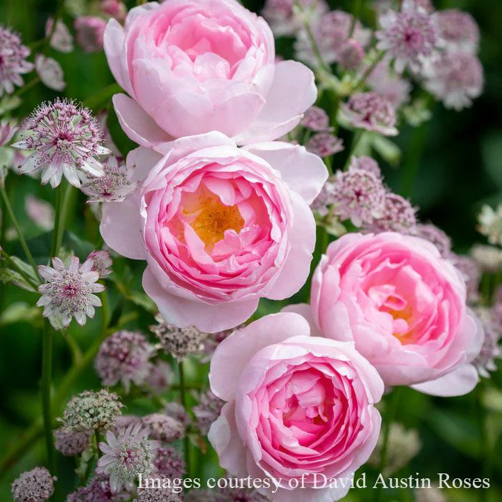 バラ苗 【セプタードアイル】 (大苗) シュラブ 半つる性 返り咲き 中輪