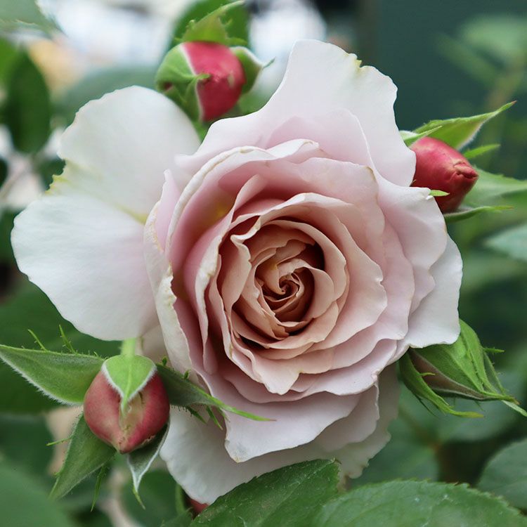 予約苗 バラ苗 【ブラウンシュガー】 (新苗) ハイブリッドティー