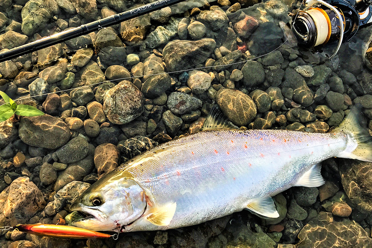 PLAISIR ANSWER - ZENAQ | Official-Web